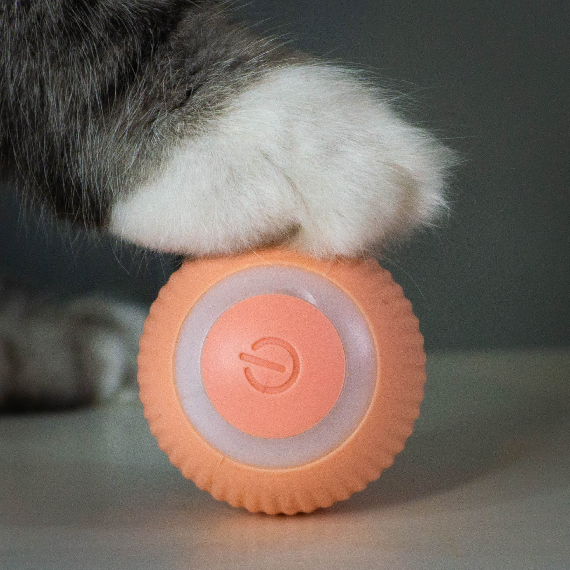 Automatic Rolling Cat Ball - Moving Cat/Kitten Ball - Crazy Pawz  Chase Toy 