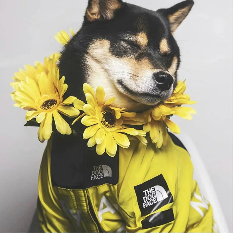 Dog wearing waterproof winter jacket in snow