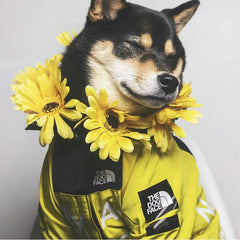 Dog wearing waterproof winter jacket in snow