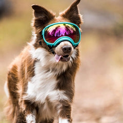 Adjustable Dog Ski Style Goggles V2 - Anti-UV Protection, Impact Resistant, Sunglasses for Small - Medium Pet Dogs