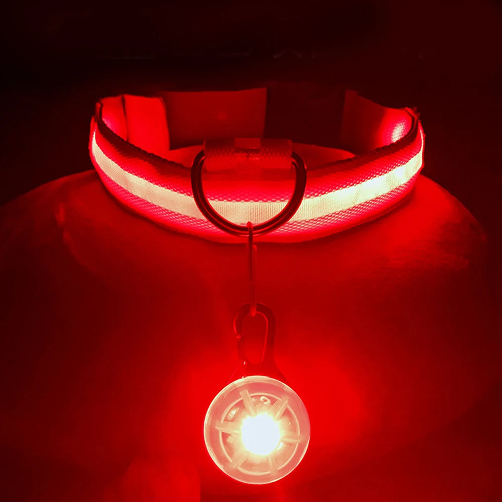 Rechargeable USB LED Glowing Dog Collar - Bright Safety Collar for Dogs & Cats XS-XL - Pet Collar -  Crazy Pawz