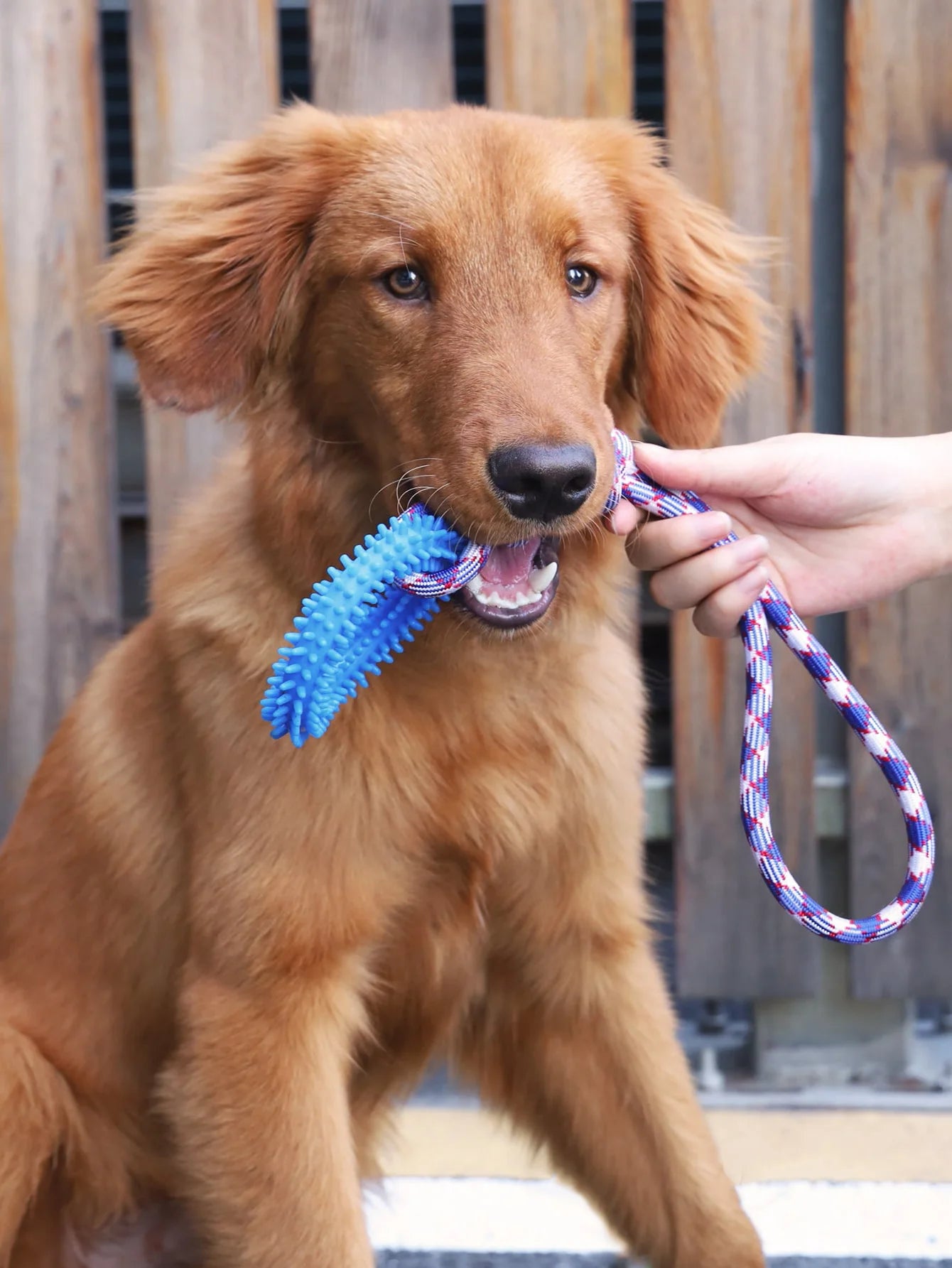 Tug & Pull Donut Ring Chew Dog Toy | Dog Rope Toys for Playful Pets