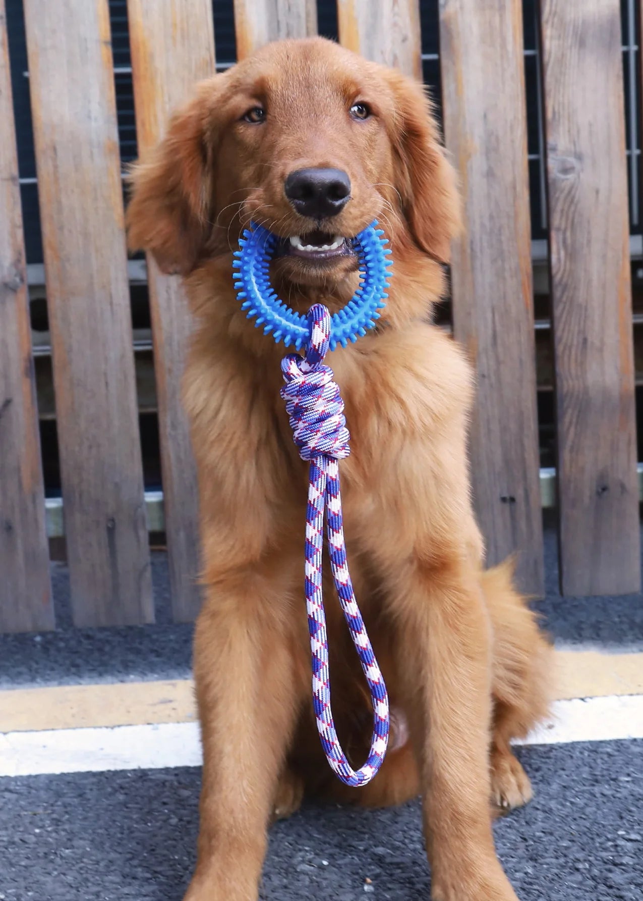 Tug & Pull Donut Ring Chew Dog Toy | Dog Rope Toys for Playful Pets