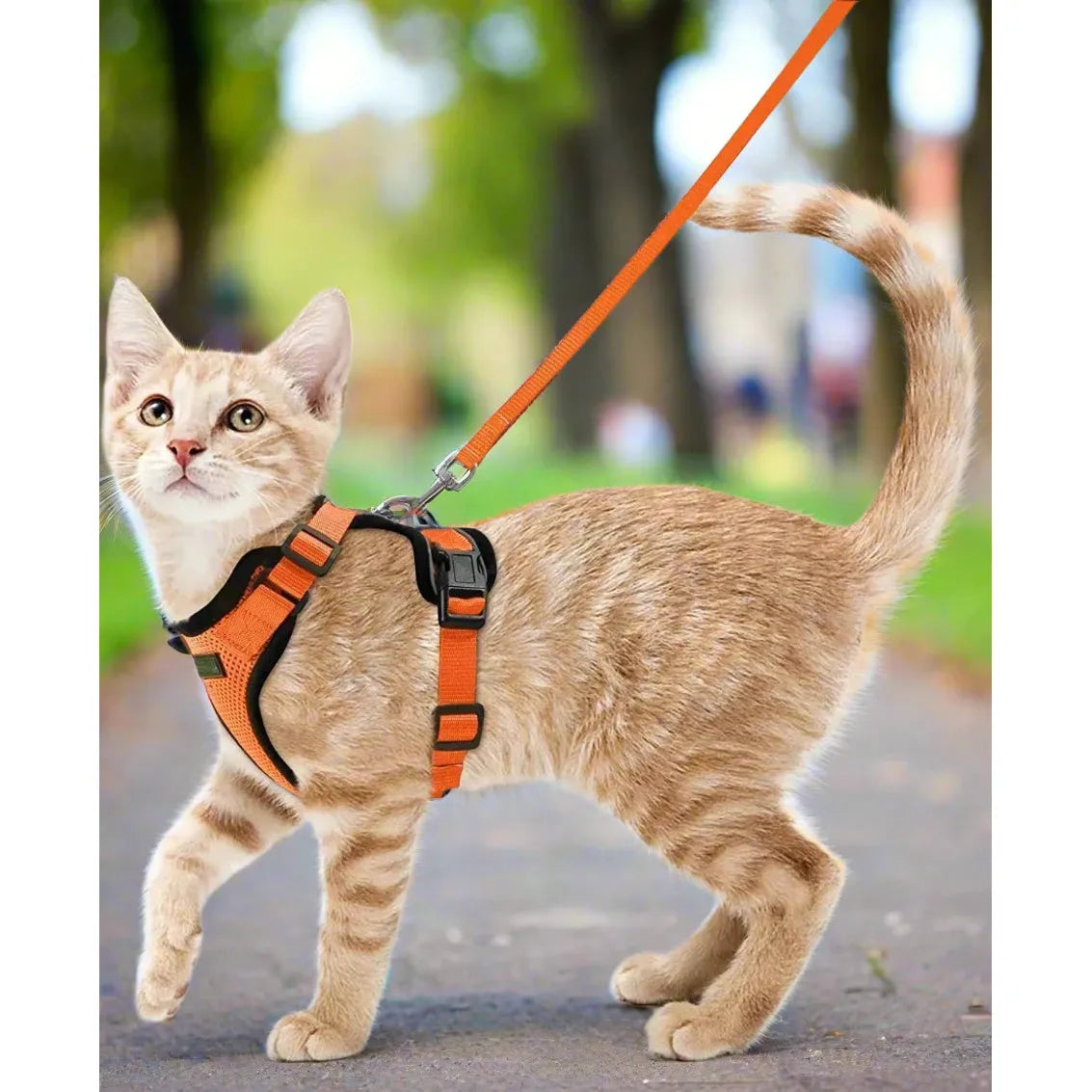 cat-harness-adjustable-orange